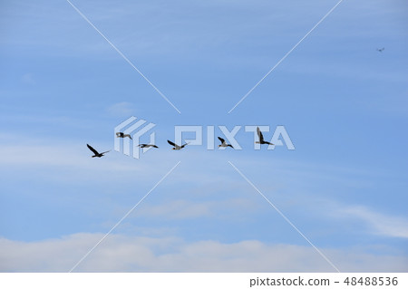 Sky Sky 48488536