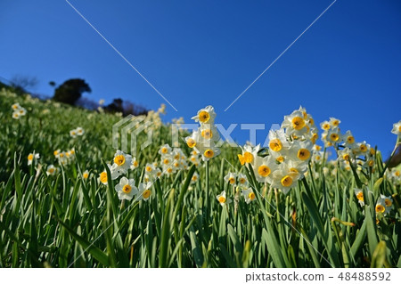 Dawn of the full bloom in the blue sky back 48488592