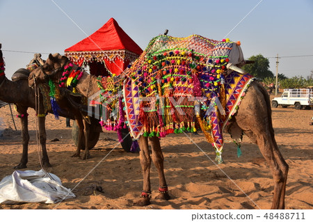 A group of camels gathered in the Pushkar Desert of Rajasthan Province, India Dressed decals for camel safari and dolly A group of camels gathered in the Pushkar Desert of Rajasthan Province, India Dressed decals for camel safari and dolly 48488711