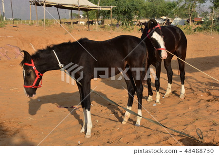 Beautiful covered horses gathered in the Pushkar Desert of Rajasthan Province, India Beautiful covered horses gathered in the Pushkar Desert of Rajasthan Province, India 48488730