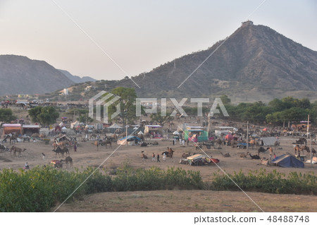 A group of camels gathered in the Pushkar desert in Rajasthan Province, India People living in the desert in the desert A group of camels gathered in the Pushkar desert in Rajasthan Province, India People living in the desert in the desert 48488748
