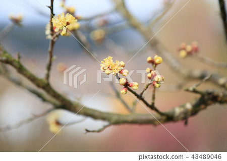 Yellow plum flower golden plum Yellow plum flower golden plum 48489046