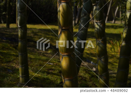 Tortoise bamboo 48489092