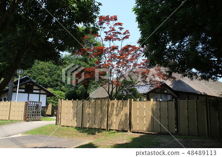 Scenery of the hill of Hitachi Fudoki Scenery of the hill of Hitachi Fudoki 48489113