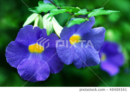 Blooming in a greenhouse, Tsunbergia flower Blooming in a greenhouse, Tsunbergia flower 48489161