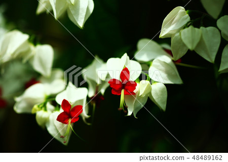 Benkei's flower blooming in a greenhouse Benkei's flower blooming in a greenhouse 48489162