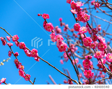 鹿兒島Kureha（Okamoto Bairin Park） 48489340