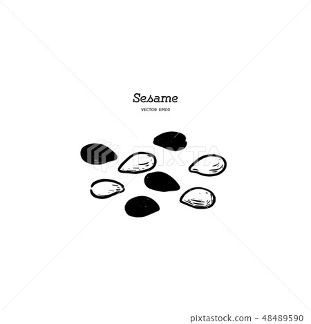 sesame, hand draw vector. 48489590