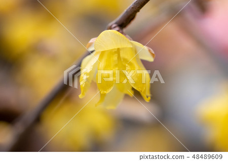 Ueno Ueno Taito-ku, Tokyo Ueno Ueno Taito-ku, Tokyo 48489609