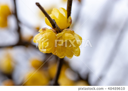 Ueno Ueno Taito-ku, Tokyo 48489610