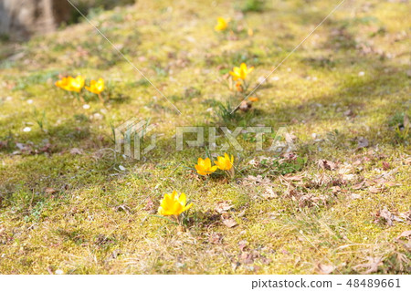 Crocus flower Crocus flower 48489661