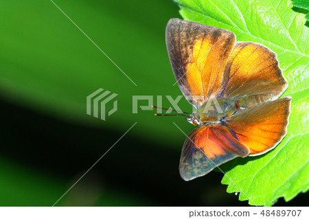 處女魚(男) 處女魚(男) 48489707