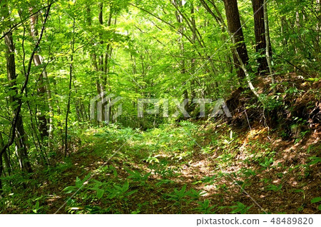 Natural background material 48489820