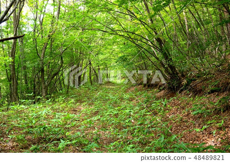 Natural background material 48489821