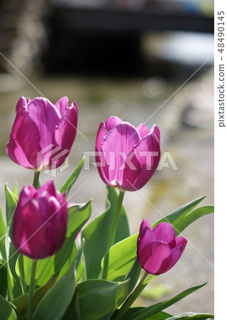 鳥取第4季漫步春天的花朵Miose Setogawa 鳥取第4季漫步春天的花朵Miose Setogawa 48490145