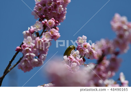 Mejiro·櫻桃樹·藍天·晴朗·可愛·Tsubaki櫻花·2月·晴朗 48490165