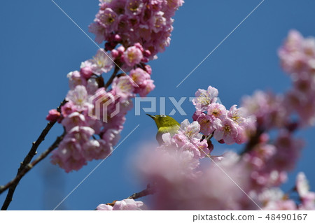 Mejiro·櫻桃樹·藍天·晴朗·可愛·Tsubaki櫻花·2月·晴朗 48490167