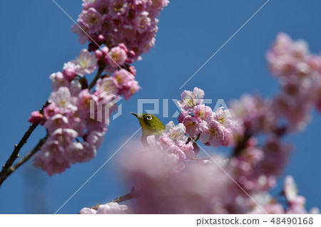 Mejiro·櫻桃樹·藍天·晴朗·可愛·Tsubaki櫻花·2月·晴朗 48490168