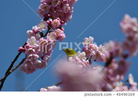 Mejiro·櫻桃樹·藍天·晴朗·可愛·Tsubaki櫻花·2月·晴朗 48490169