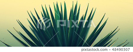 Close up of aloe vera plant 48490307
