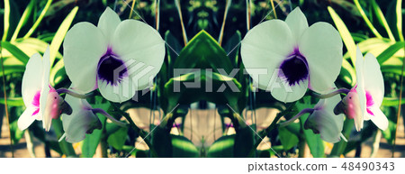 Orchids flower and green leaves Orchids flower and green leaves 48490343