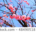 Suzume's red plum 48490518