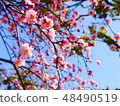 Dangling plum 48490519