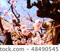 plum	 48490545