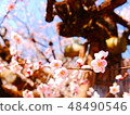 plum	 48490546