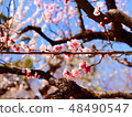 Straight branch 48490547