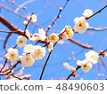 White plum 48490603