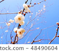 White plum 48490604