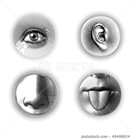 Four human senses engraving on white BG 48490654