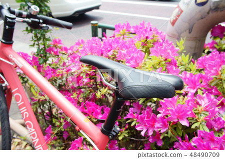 杜鵑花和自行車 杜鵑花和自行車 48490709