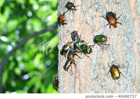 Ryukyu shrimps gathering in sap and Hanamuguri and canaven 48490737