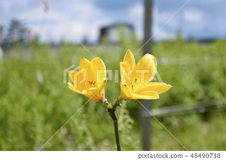 Nikkokishge 48490738