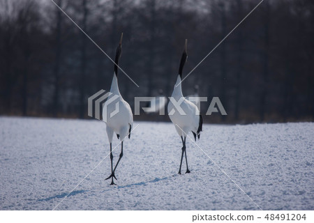 Cranberries Cranberries 48491204