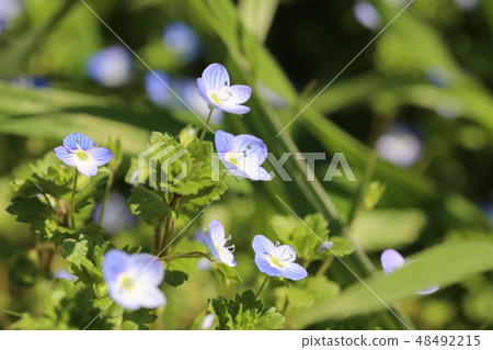 Persian speedwell Persian speedwell 48492215