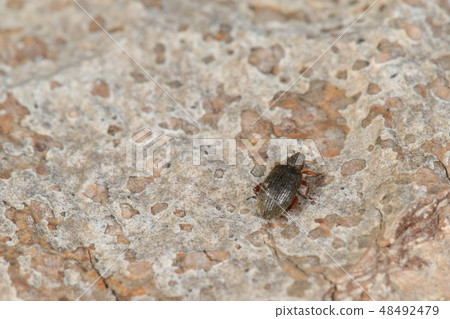 生物昆蟲犀牛跳蚤象鼻蟲，幼蟲被認為是害蟲，因為它們吃的是幼葉，如櫸樹 48492479