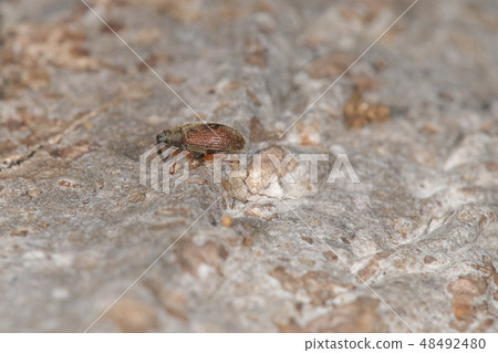 生物昆蟲Rhinoceros跳蚤象鼻蟲，長約3毫米。車身顏色有變化，這是一種翼紅棕色 48492480
