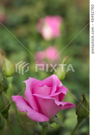  粉紅玫瑰花朵 48492760