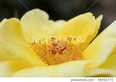 Yellow Rose Flower Yellow Rose Flower 48492775