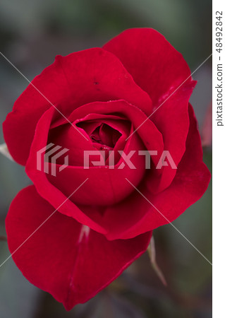 Red Rose Flower 48492842