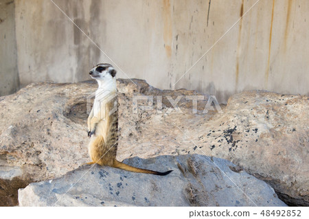 Meerkat : Suricata suricatta Meerkat : Suricata suricatta 48492852