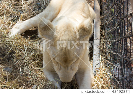 Female white lion is sleeping Female white lion is sleeping 48492874