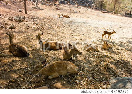 Deer live in a crowd Deer live in a crowd 48492875