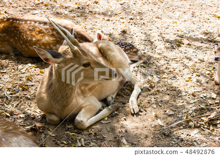 Close up the deer Close up the deer 48492876