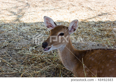 Deer is smiling 48492883