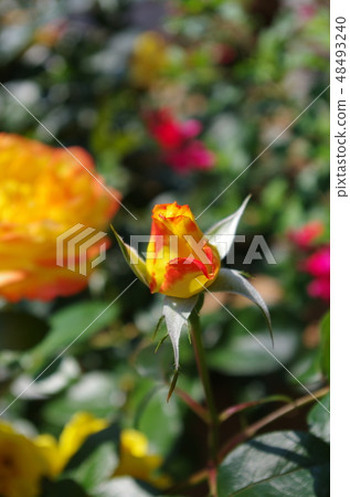 玫瑰花蕾 48493240