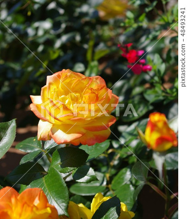Roses 48493241